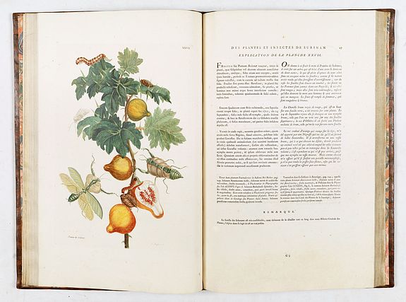 Maria Sibylla Merian