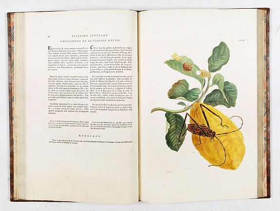 Maria Sibylla Merian