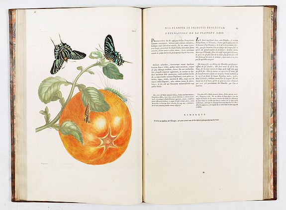 Maria Sibylla Merian