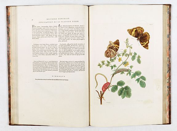 Maria Sibylla Merian