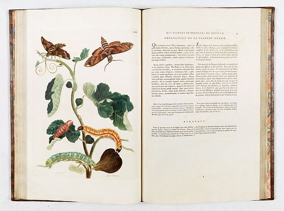 Maria Sibylla Merian