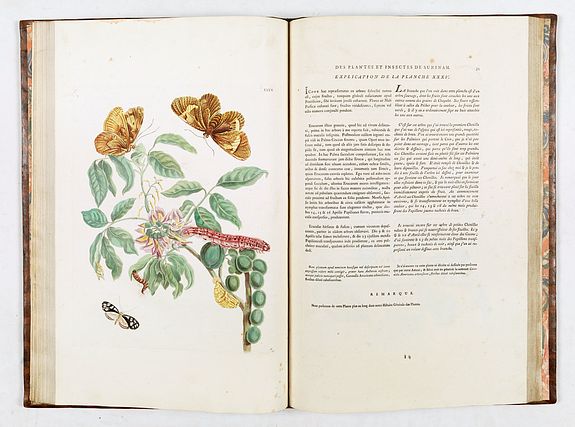 Maria Sibylla Merian