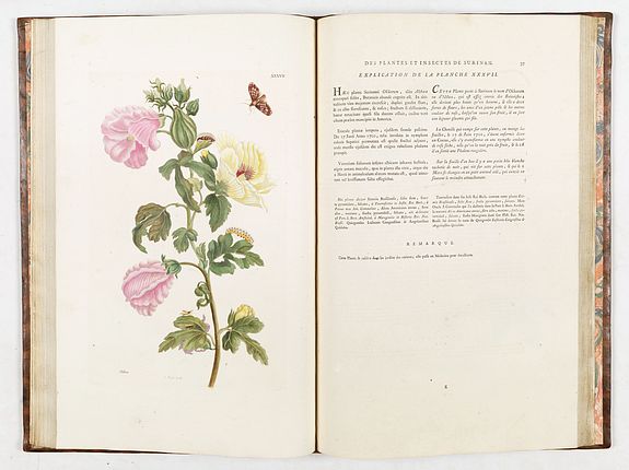 Maria Sibylla Merian