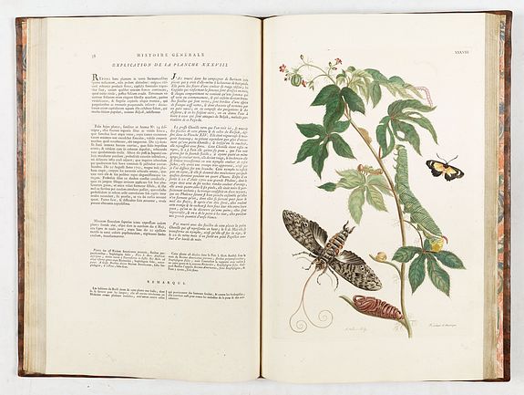 Maria Sibylla Merian