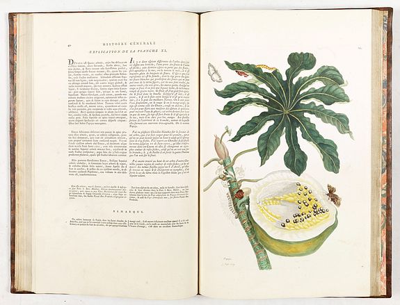 Maria Sibylla Merian