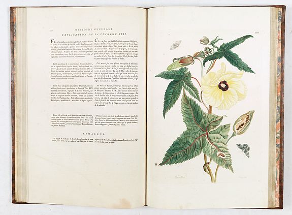 Maria Sibylla Merian