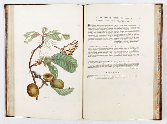 Maria Sibylla Merian