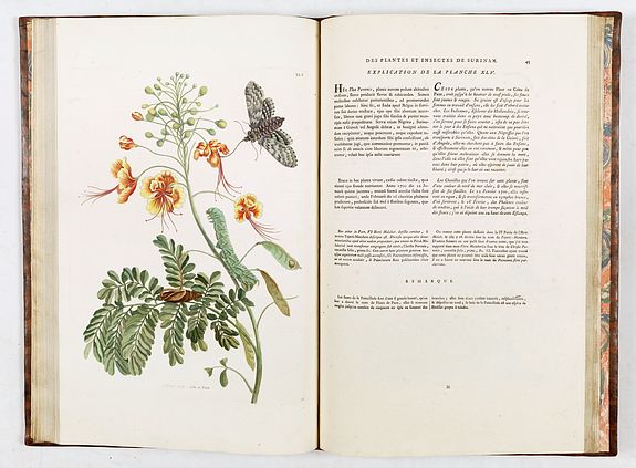 Maria Sibylla Merian