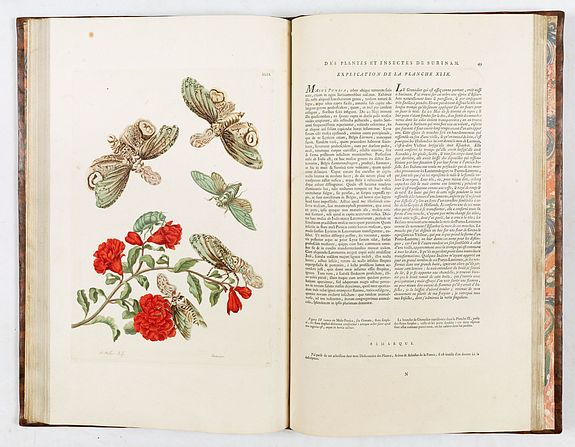 Maria Sibylla Merian