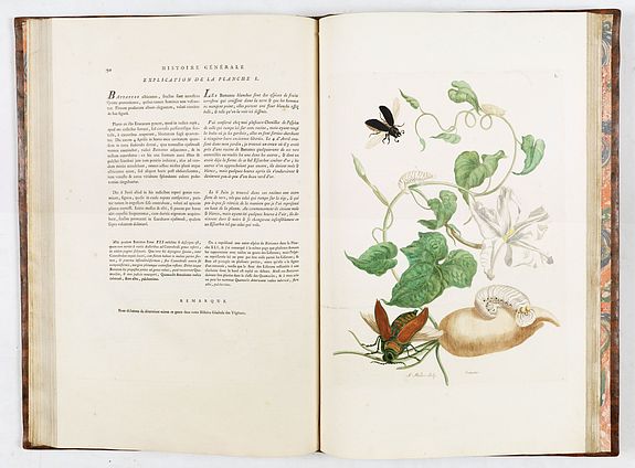 Maria Sibylla Merian