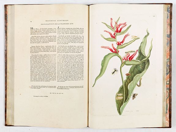 Maria Sibylla Merian