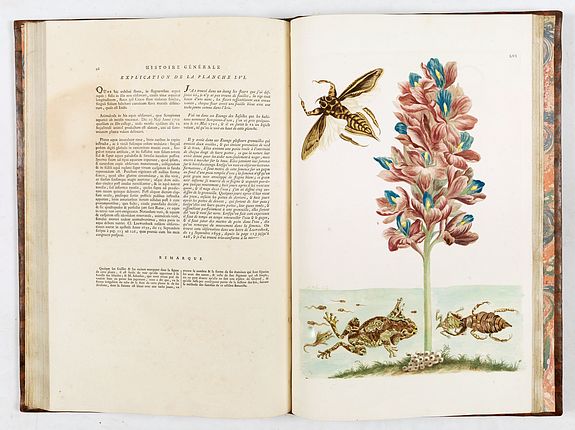 Maria Sibylla Merian