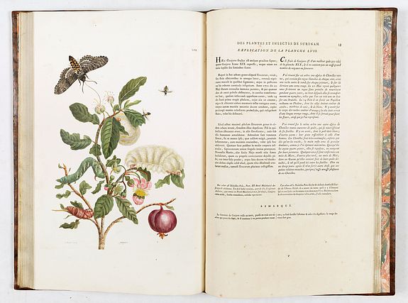 Maria Sibylla Merian