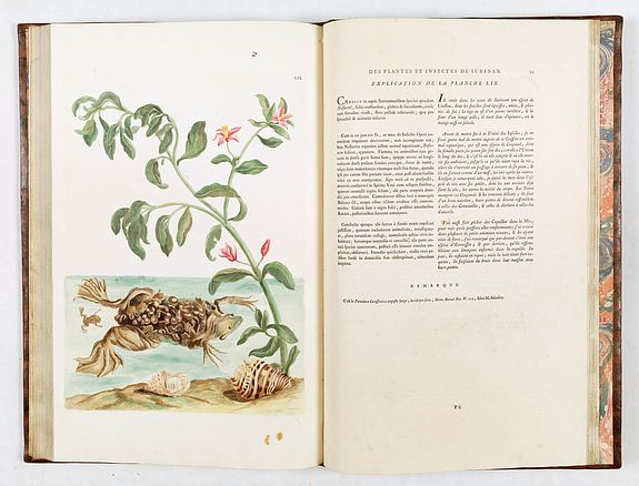 Maria Sibylla Merian