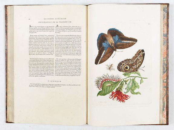 Maria Sibylla Merian