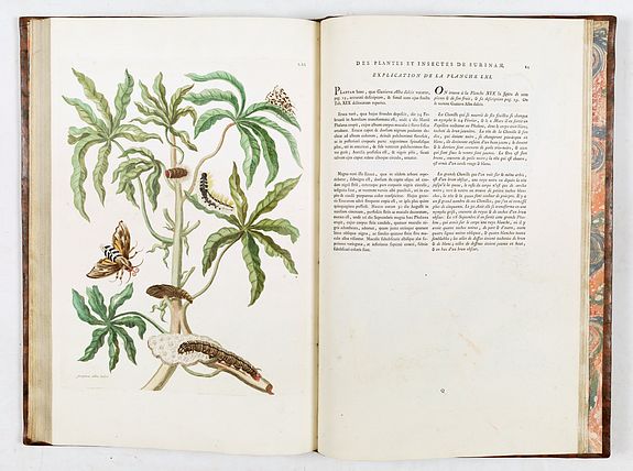 Maria Sibylla Merian