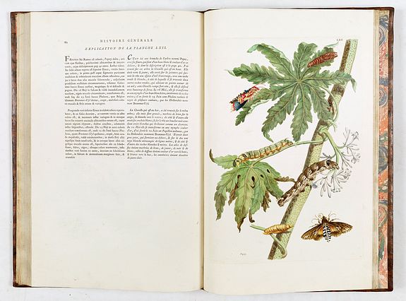 Maria Sibylla Merian