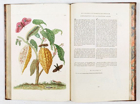 Maria Sibylla Merian