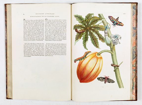 Maria Sibylla Merian