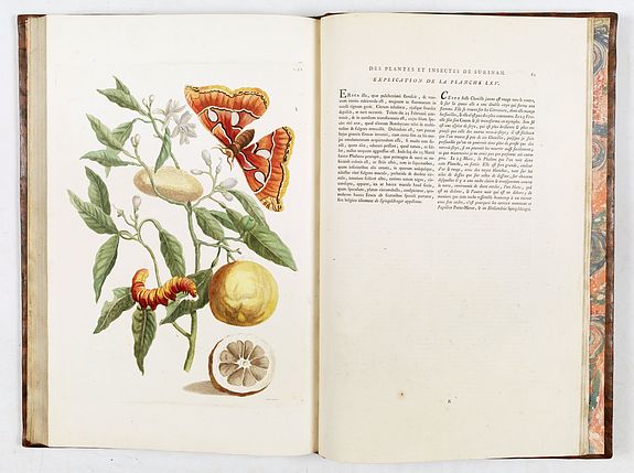 Maria Sibylla Merian