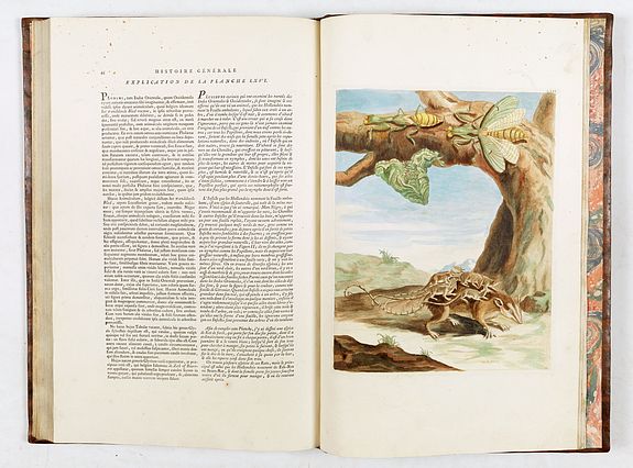 Maria Sibylla Merian