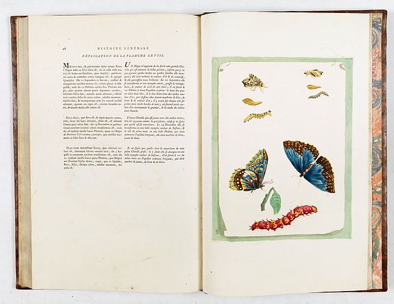 Maria Sibylla Merian