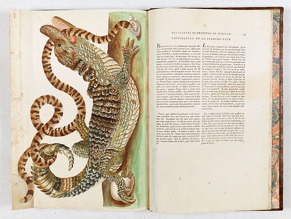 Maria Sibylla Merian