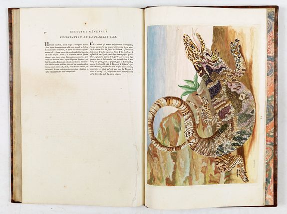 Maria Sibylla Merian