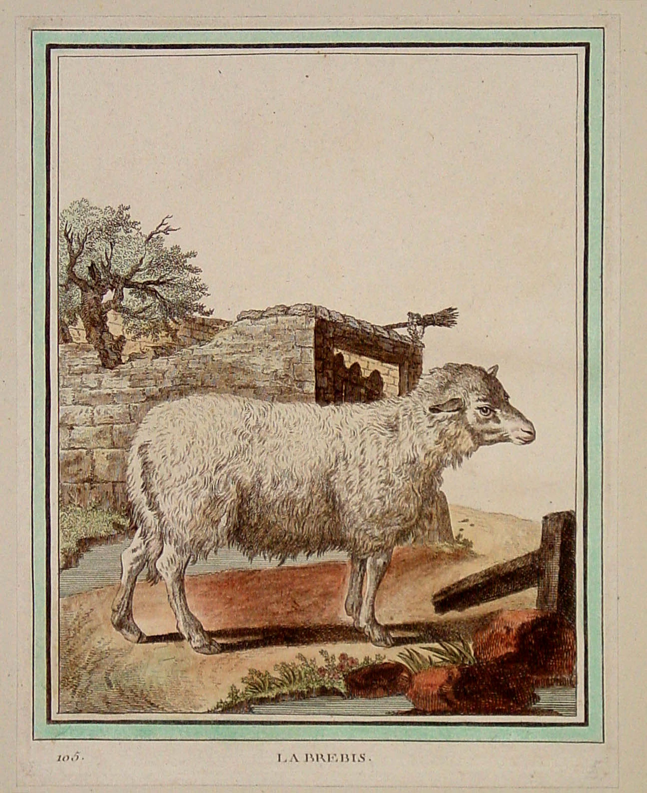 BUFFON,G, La Brebis, antique map, old maps