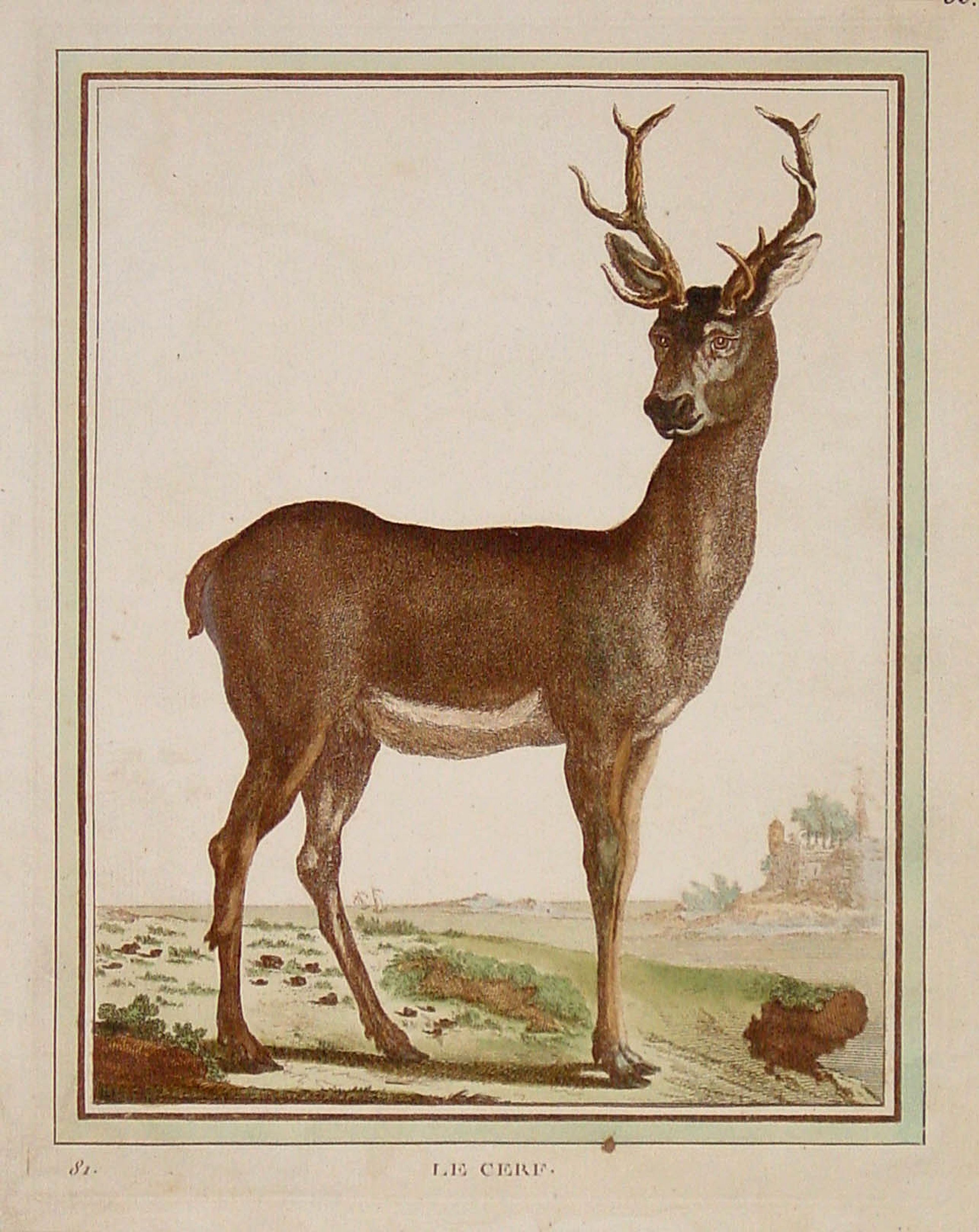 BUFFON, G., Le Cerf., antique map, old maps