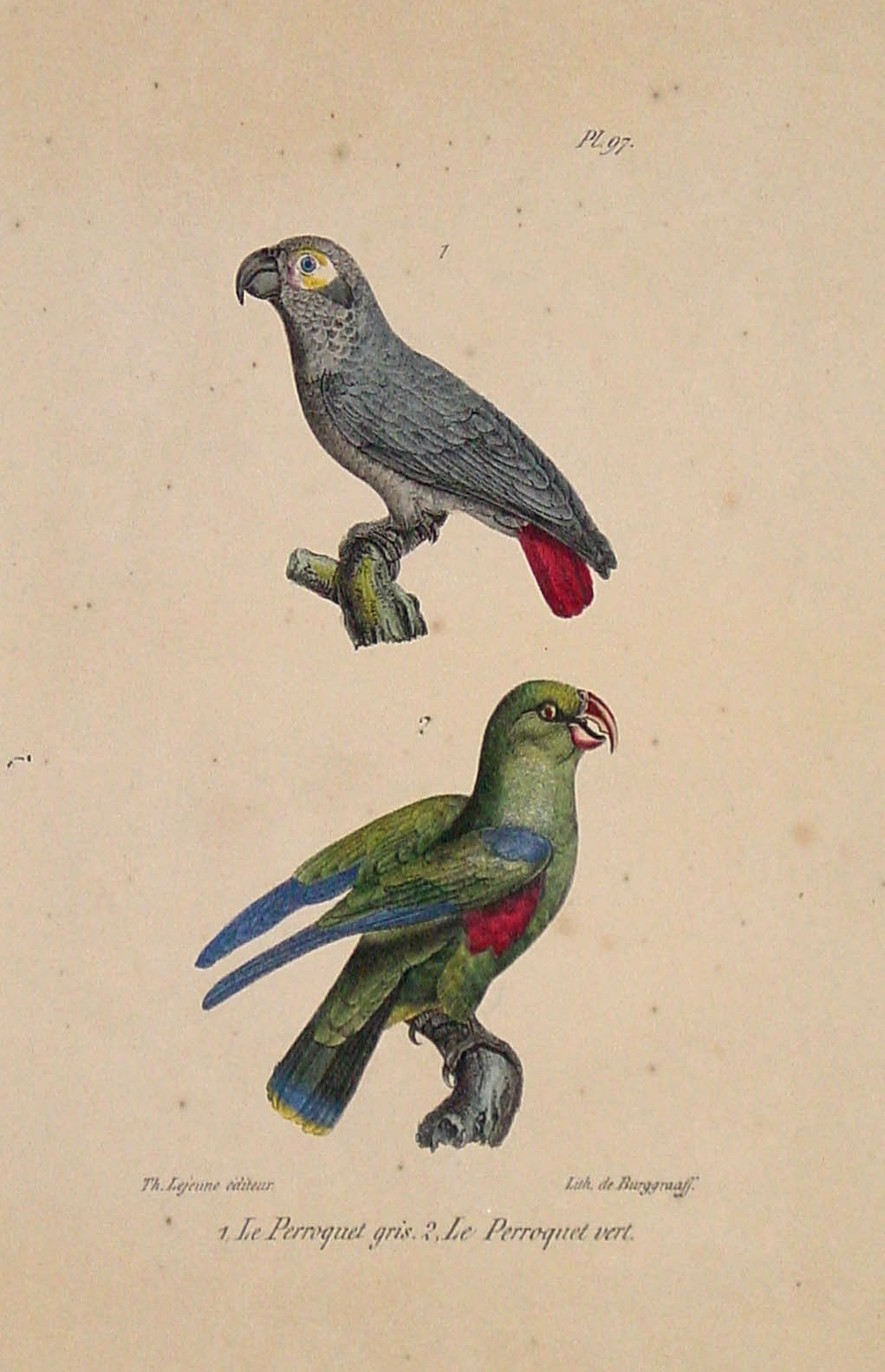 BUFFON, G., Le Perroquet gris / Le Perroquet vert., antique map, old maps
