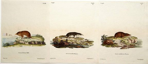 BUFFON, G., Sorex sodiens Pall./ ..constrictus Herrm./ ..leucodon Herrm., antique map, old maps
