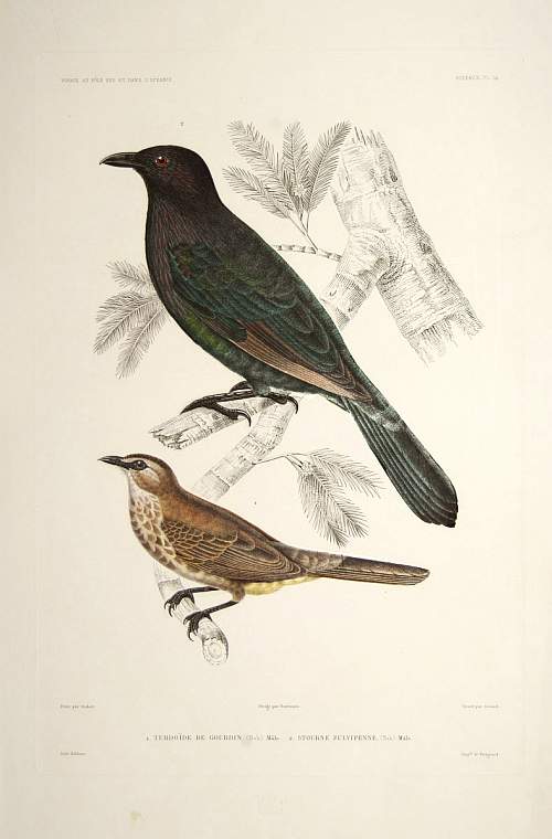 DUMONT d'URVILLE, J., 1. Turdoïde de Gourdin. 2. Stourne Fulvipenne., antique map, old maps