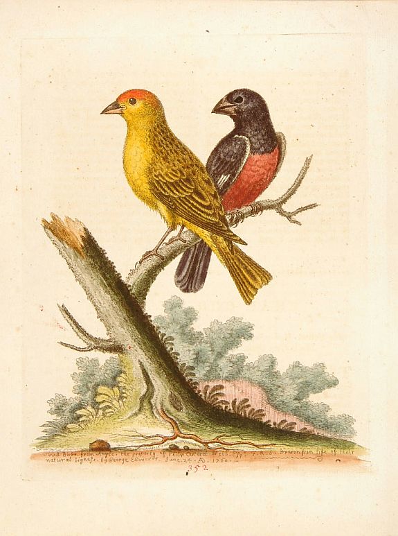 EDWARDS,G., Small birds from Angola., antique map, old maps