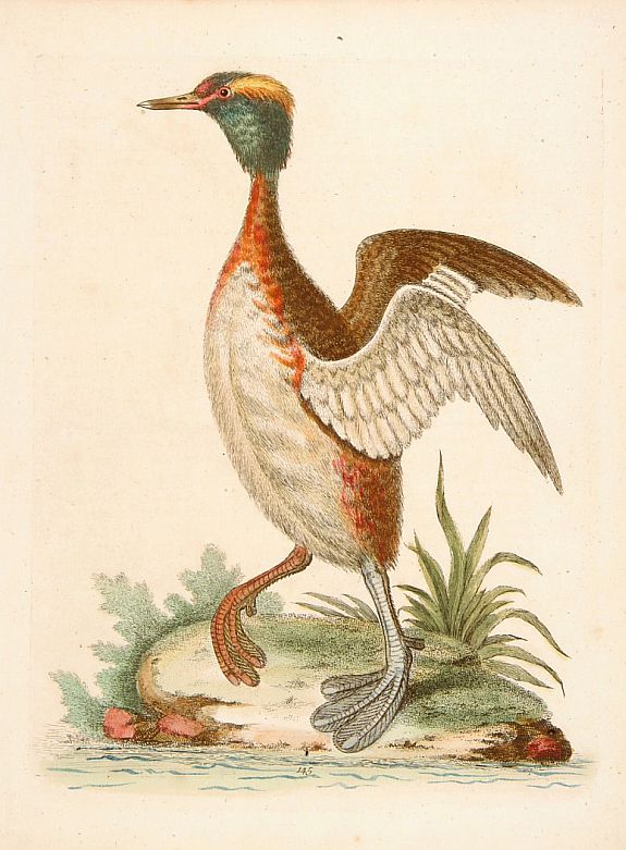 EDWARDS,G., Untitled. Bird., antique map, old maps