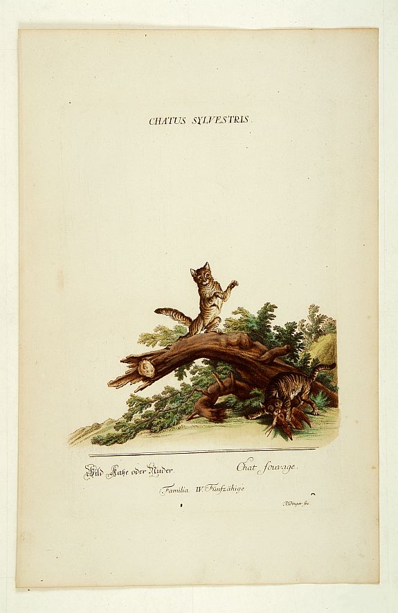 RIDINGER, J. E., Chat sauvage., antique map, old maps