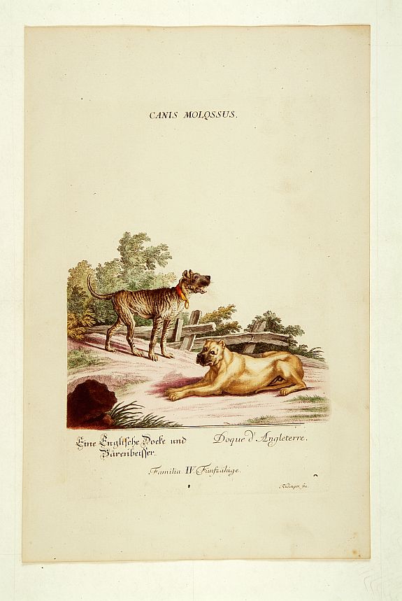 RIDINGER, J. E., Dogue d'Angleterre., antique map, old maps