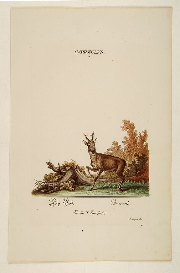 RIDINGER, J. E., Chevreuil., antique map, old maps