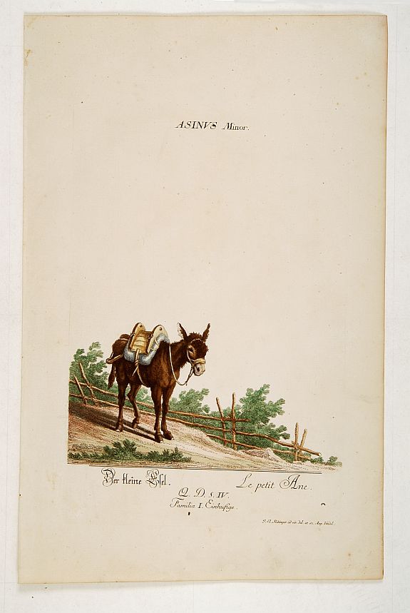 RIDINGER, J. E., Le petit Ane., antique map, old maps
