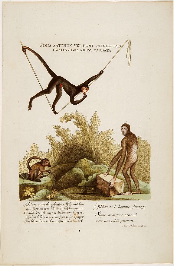 RIDINGER, J. E., Gibbon ou l'homme sauvage.., antique map, old maps