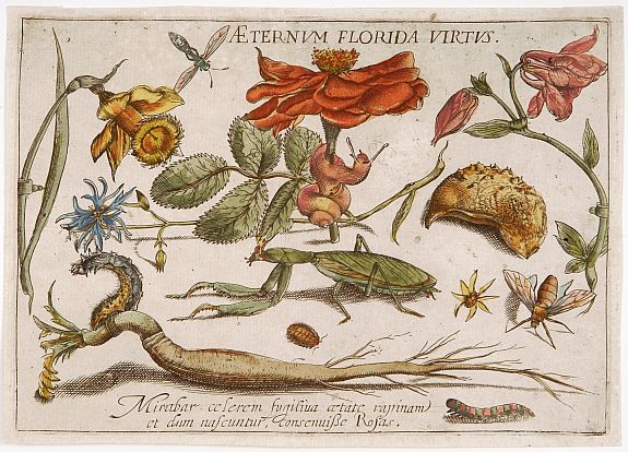 HOEFNAGEL, J., Aeternum Florida Virtus, antique map, old maps
