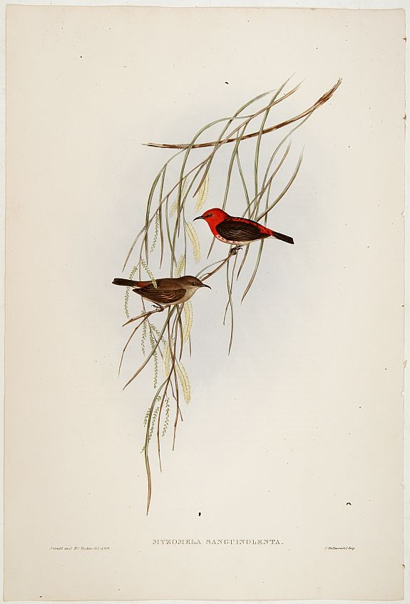 GOULD,J., Myzomela sanguinolenta, antique map, old maps