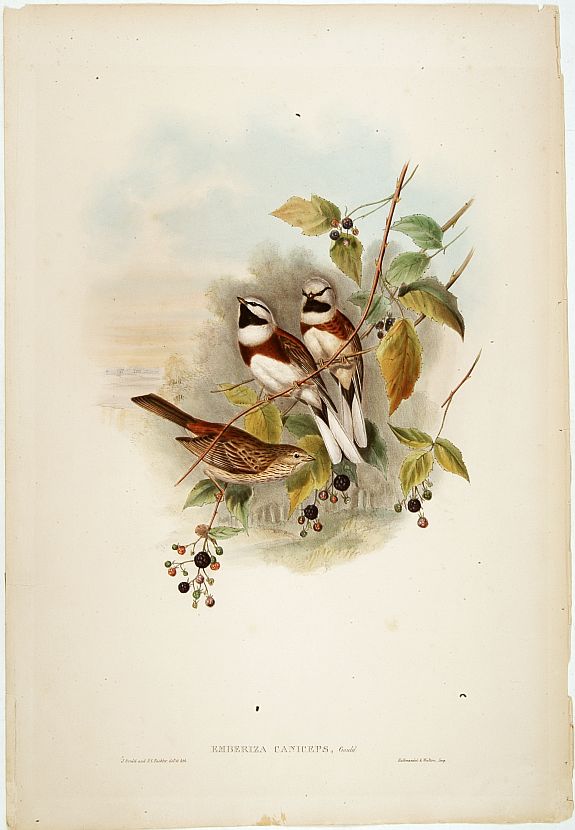 GOULD,J., Muscicapa Collaris., antique map, old maps