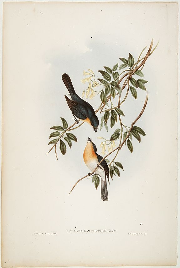 GOULD,J., Emberiza caniceps, antique map, old maps