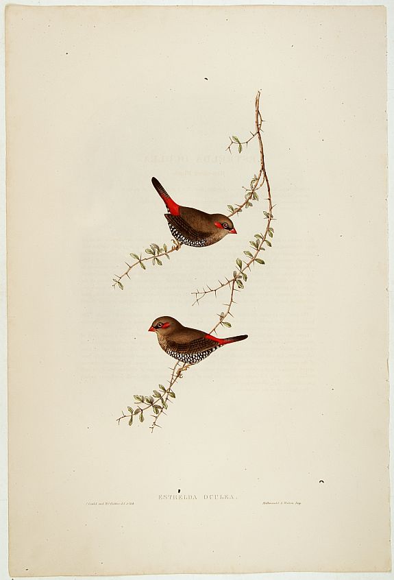 GOULD,J., Estrelda Oculea., antique map, old maps