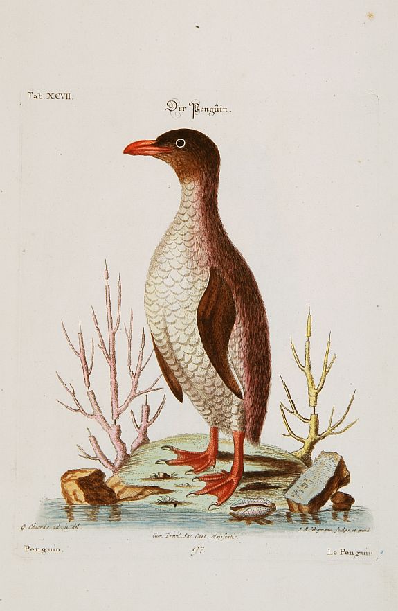 SELIGMANN,J.M./ CATESBY,M., Le Penguin., antique map, old maps