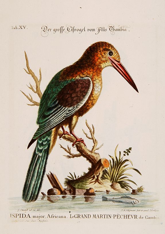 SELIGMANN,J.M./ CATESBY,M., Le Grand Martin-Pêcheur de Gambia., antique map, old maps