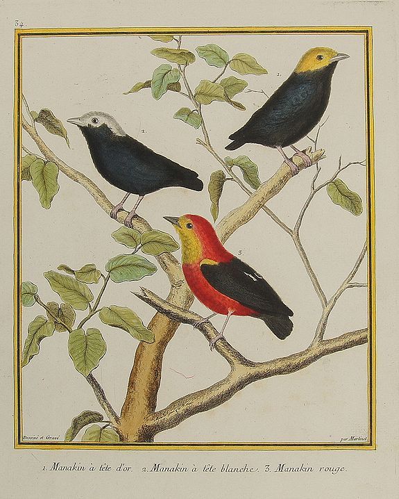MARTINET, F.N. / BUFFON, G.L., 1. Manakin à tête d'or. / 2. Manakin à tête blanche. / 3. Manakin rouge., antique map, old maps