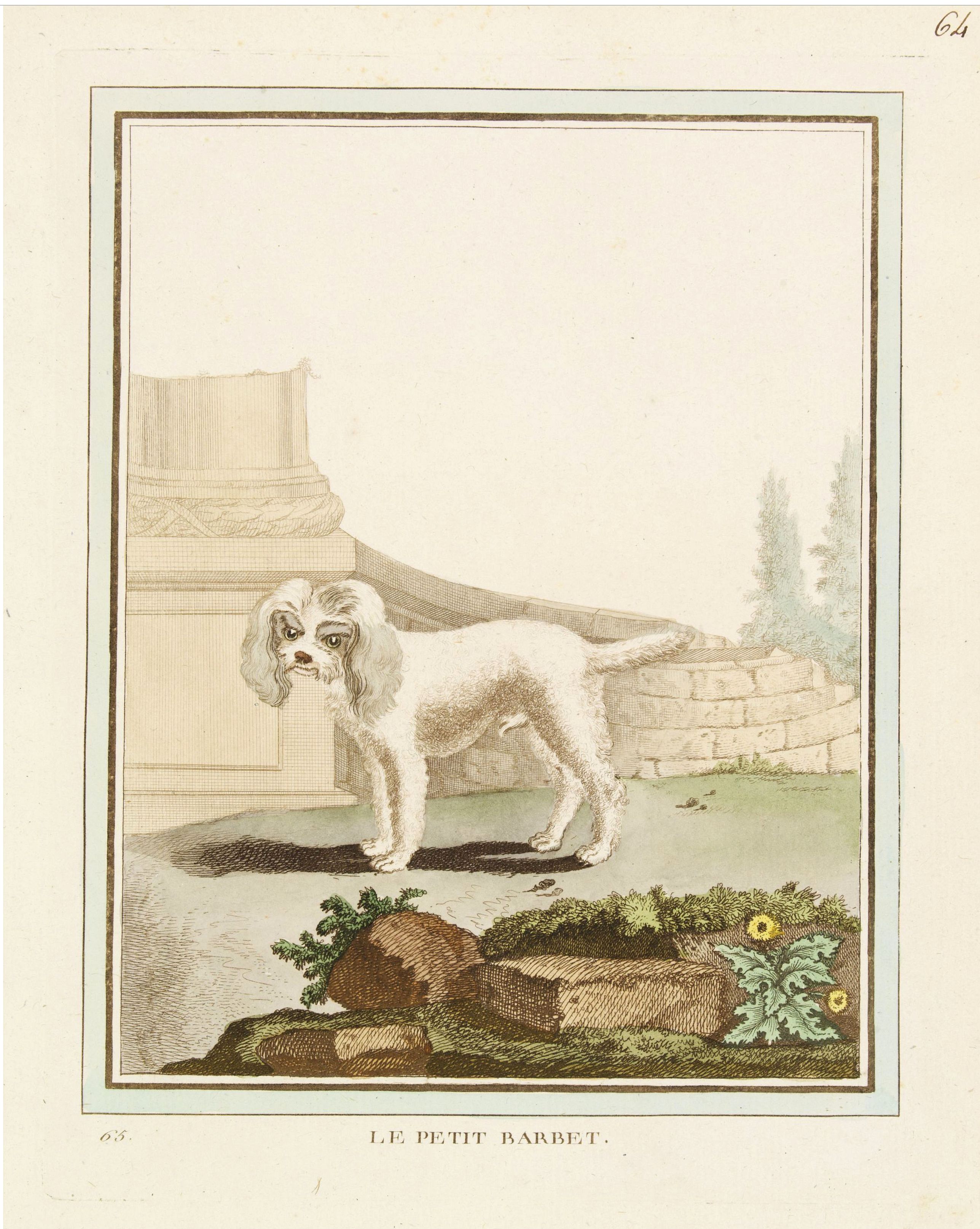 DE SÈVE, After Jacques (active 1742-1788), Le Petit Barbet., antique map, old maps