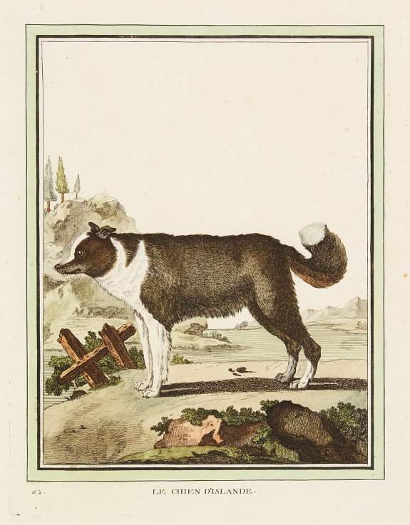 DE SÈVE, After Jacques (active 1742-1788), Le Chien D'Islande., antique map, old maps